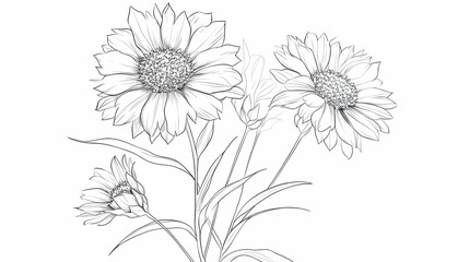  Line drawing of three sunflowers, a bud, and leaves on a white background; for botanical illustrations, greeting cards, or website design
