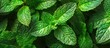 © Nijat - Fresh vibrant green mint leaves close-up highlighting their texture and lushness ideal for refreshing cocktail recipes or culinary use