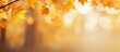 © Nijat - Golden autumn leaves against a soft blurred background of warm bokeh tones featuring oranges and yellows gently illuminated by sunlight.