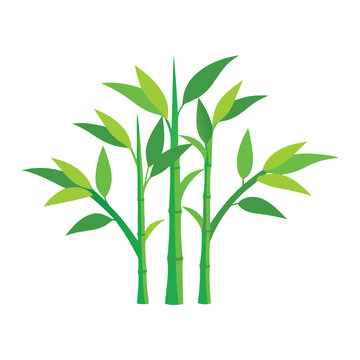  Vibrant green plant featuring slender bamboo stems isolated flat vector illustration on white background