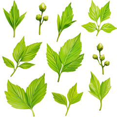 Wall Mural - A collection of green leaves and buds, showcasing various shapes and sizes.