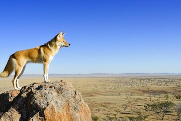 Wall Mural -  dingo standing alert on a rocky outcrop, surveying the vast expanse of the Australian desert.