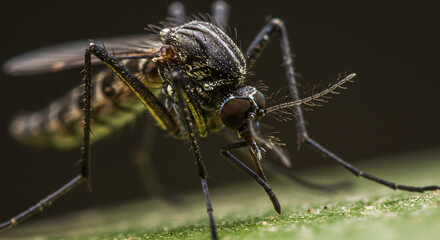 macro shot, mosquito, on the ground,insect
