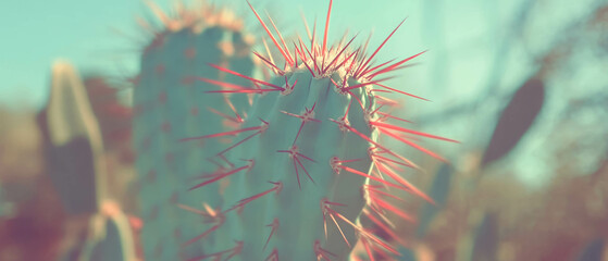 Poster - Intricate textures of cactus spines showcasing sharp points under sunlight