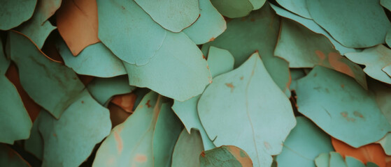 Aufkleber - Eucalyptus bark texture highlighting unique peeling layers and rich aroma of nature