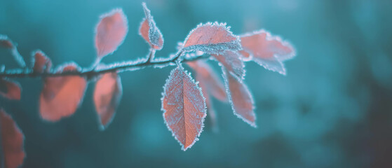 Poster - Frost-covered leaves glisten with icy crystals in the early morning light
