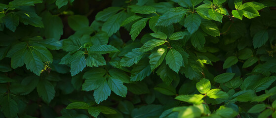 Poster - Vibrant texture of mature summer leaves showcasing deep green hues and vitality