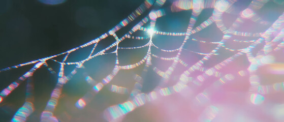 Poster - Delicate threads of spider silk glisten in sunlight revealing intricate textures