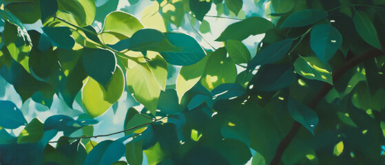 Poster - Captivating texture of verdant foliage illuminated by gentle dappled sunlight in a lush environment