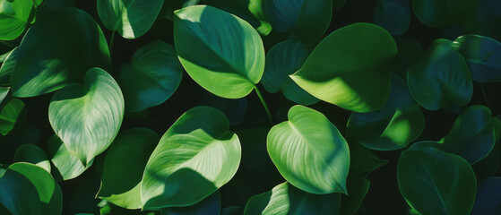 Poster - Exploring the intricate textures of dense verdant foliage under dappled sunlight