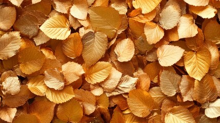 Canvas Print - A close-up of shimmering golden leaves creates a warm, autumnal vibe, This image can be used for decorative projects, seasonal marketing materials, or as a background for quotes and messages,