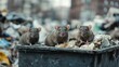© Photolife   - rats sit on garbage containers overflowing with waste and garbage, concept of the problem with garbage collection in cities, reproduction of parasites and rodents