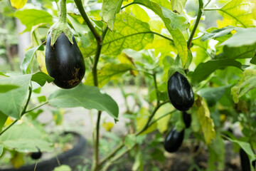 Wall Mural - Ripe eggplant in the garden. Fresh organic eggplant. Purple eggplant grows in the soil.