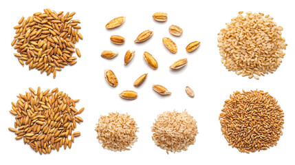 Poster - Paddy Rice Sets Displayed on a Transparent Background Generative AI