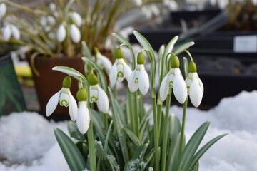 Poster - Winter flowers bloom in the snow