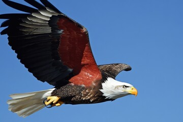 Poster - A majestic bird of prey flies high in the clear blue sky