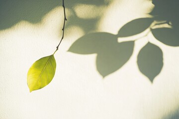 Poster - A single green leaf hangs from a branch on a wall, with a simple and elegant presentation