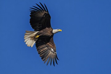 Poster - A majestic bald eagle spreads its wings and glides effortlessly through a clear blue sky