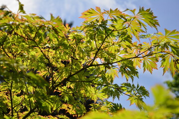 Wall Mural - Bright leaves of maple tree against blue sky