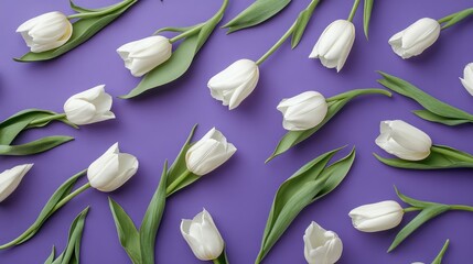 Poster - White tulip flowers scattered artistically on vibrant purple backdrop creating an elegant floral arrangement for spring themes