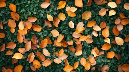 Aufkleber - Aerial view of a lush green forest floor scattered with vibrant orange and yellow autumn leaves creating a rich natural tapestry