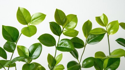Poster - Green tropical plant leaves with branches isolated on a white background ideal for use as a foliage backdrop in nature-themed designs.