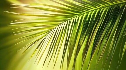 Poster - Lush Green Palm Leaf Textures with Soft Sunlight Highlights for Tropical Backdrops and Nature Inspired Designs