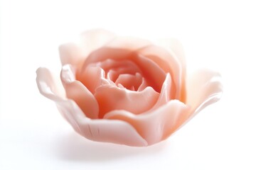 Aufkleber - Close-up photo of a single flower on a clean white surface, ideal for use as a decorative element or in a still life composition
