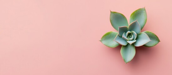 Aufkleber - Minimalist Top View of a Green Succulent on Soft Pink Background with Ample Negative Space for Text and Clean Design Elements