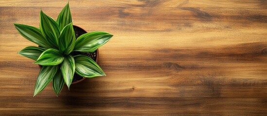 Poster - Lush green plant in a terracotta pot on a warm wooden office desk with neutral empty space for text and design elements