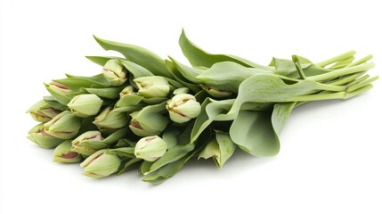 Poster - Fresh tulip buds with green leaves on a white background showcasing nature's beauty and vibrant spring colors for floral arrangements and decorations.