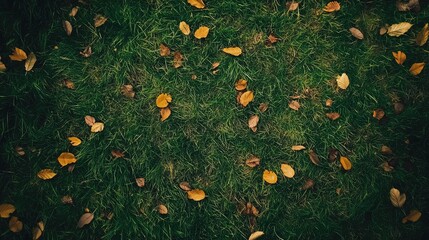 Poster - Aerial view of vibrant green grass field adorned with yellow and brown scattered leaves in a natural setting, highlighting seasonal change and texture.