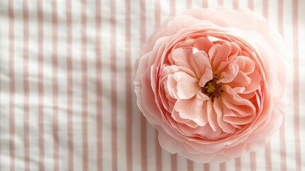 Aufkleber - Beautiful top view of a delicate pink rose featuring soft petals on a light striped cream and pink background, ideal for floral design concepts.