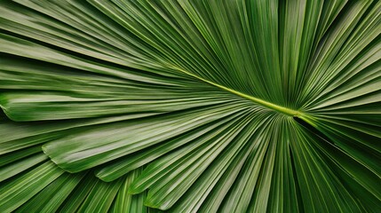 Poster - Tropical palm leaf texture creating a lush green natural background for design and decoration themes.