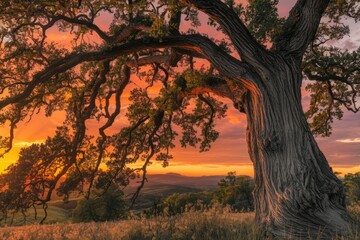 Aufkleber - Majestic oak tree silhouetted against a vibrant sunset, showcasing nature's beauty.