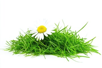 Leinwandbilder - A simple yet elegant image featuring a single white flower perched atop a lush green grassy pile