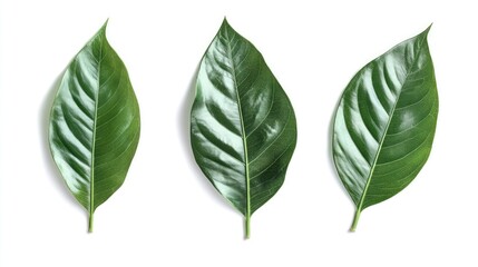 Poster - Tropical green leaves isolated on clean white background for fresh nature themed designs and creative projects