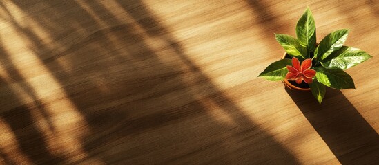 Fototapete - Inviting top view of a vibrant green plant with orange flower on a warm wooden office desk, featuring ample empty space for text and shadows.