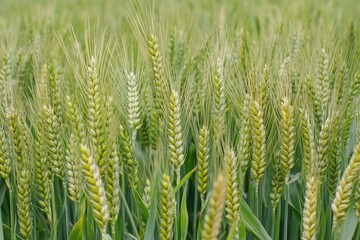 Canvas Print - A close-up shot of a field of green wheat in full growth