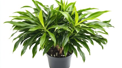 Aufkleber - A small green plant grows in a black ceramic pot on a clean white background