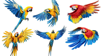 Poster - tropical parrots in flight on transparent background generative ai