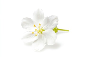 Poster - A single white flower on a white background