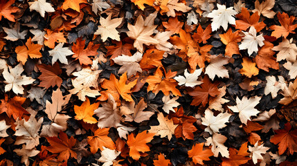 Poster - A vibrant carpet of autumn leaves in shades of orange, yellow, and white, creating a picturesque fall scene