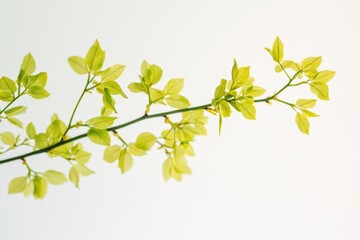Poster - A close-up of a branch with green leaves against a bright white sky