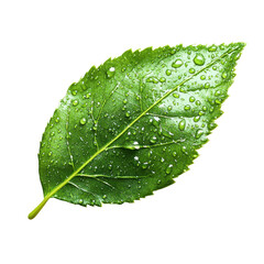 Wall Mural - Isolated Green Leaf with Water Droplets