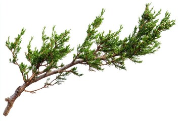 Poster - A single branch of a tree on a white background, great for decorating or design