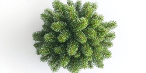 Poster - A photograph of the trunk and branches of a pine tree viewed from above