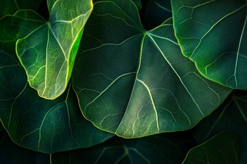 Poster - Close-up of lush, dark green leaves with prominent veins, showcasing natural texture and vibrant color.