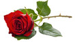 © Stood - Beautiful Red Rose Flower Isolated on White Background Perfect for Floral Design and Decoration