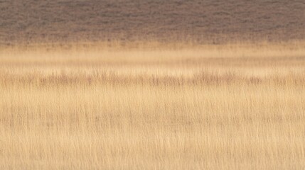 Poster - Golden wheat field under a brown sky.